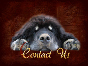 Contact Us