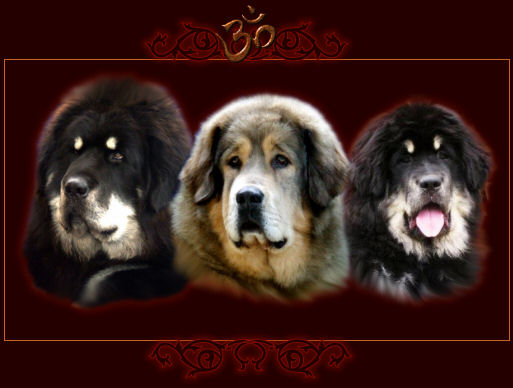 Panda tibetan hot sale mastiff
