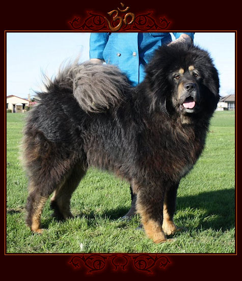 Aslan