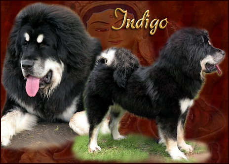 Indigo