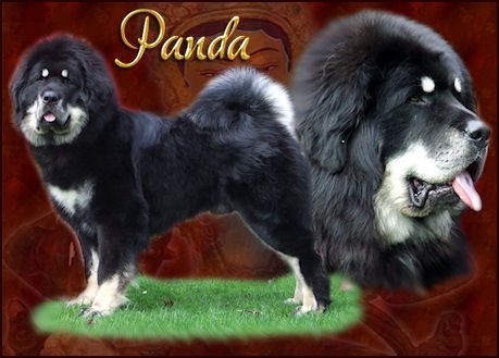 Panda