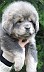 Dkon--Mcog-6-Weeks-Fluff-He