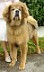 Goldie--11-months