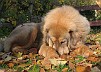 Goldie-11-months