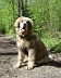Goldie-Goldie-Goldie---4-mo