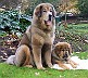 Goldie-and-Honey-resized-28