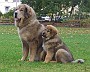 Goldie-and-Honey-sitting-re