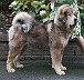 Goldie-and-funny-me-resized