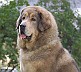 Goldie-beauty-sitting-resiz