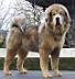 Goldie-foun-resized-13