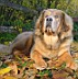 Goldie-nearly-11-months-enj