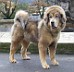 Goldie-s-cro-resized-12