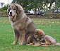 Goldie-sitting-Honey-laying