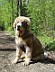 Goldie-sitting-in-the-fores