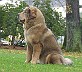 Goldie-sitting-resized-34