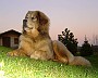 Goodbye-Puppies-004