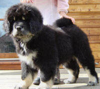 Puppy Puppy